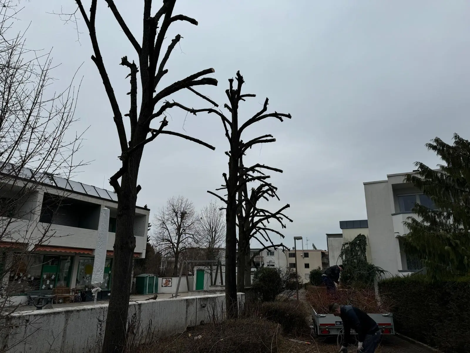 Baumfällung
